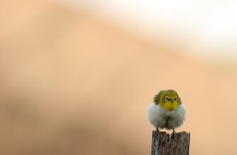how to get pepe airdrop step by step