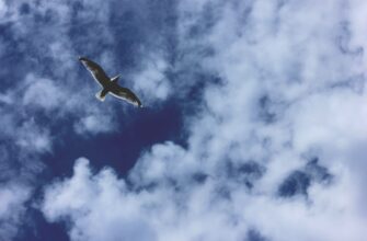 how to receive aptos airdrop airdrop list