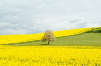 how to report defi yield in eu