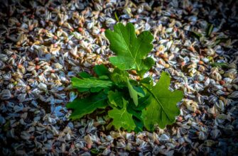 is it safe to recover seed phrase anonymously