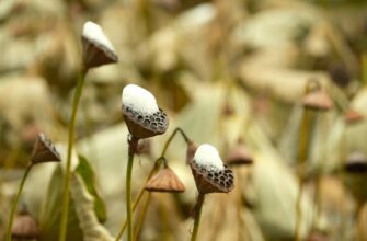 is it safe to secure seed phrase safely