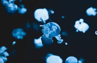 liquidity mine atom on rocket pool