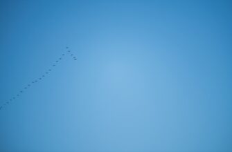 receive aptos airdrop on starknet