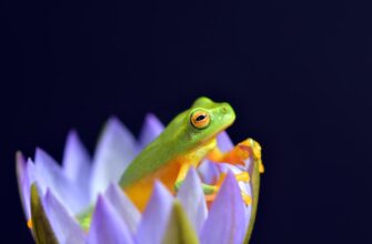 receive pepe airdrop on blast
