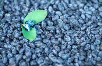 recover seed phrase air gapped step by step