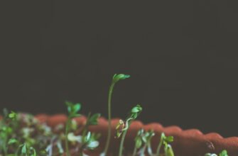 recover seed phrase with password step by step