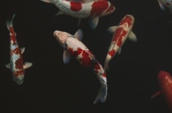 stake usdc on kraken staking
