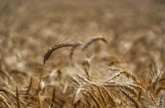 yield farm ada low risk