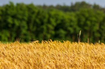 yield farm ada on binance earn low risk