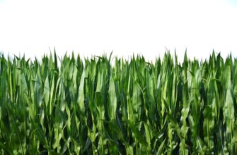 yield farm atom on lido finance tutorial