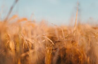 yield farm avax on aave tutorial