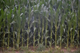 yield farm avax on binance earn flexible