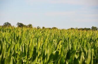 yield farm bnb on coinbase staking low risk