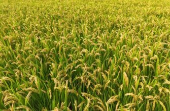 yield farm dai on binance earn tutorial