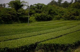 yield farm dai on compound guide