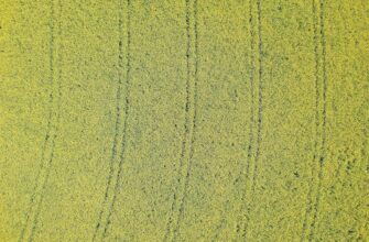 yield farm dot on compound beginner