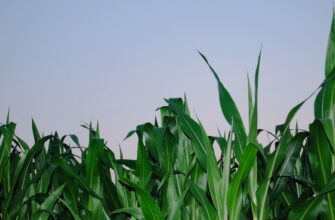 yield farm dot on kraken staking low risk