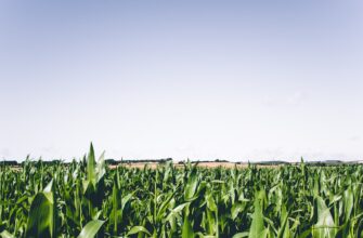 yield farm matic on coinbase staking flexible