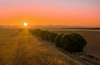 yield farm sol on beefy finance in 2025