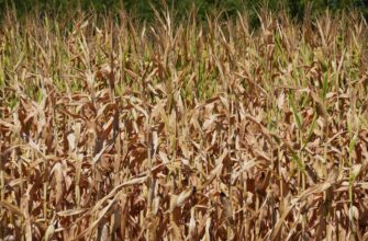 yield farm sol on binance earn low risk