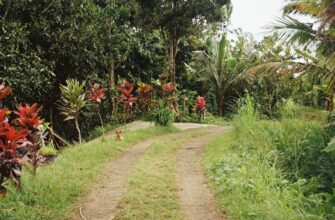 yield farm solana on compound step by step