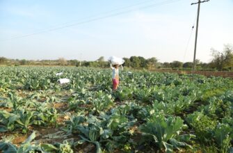 yield farm solana on yearn finance