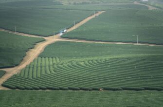 yield farm ton on beefy finance