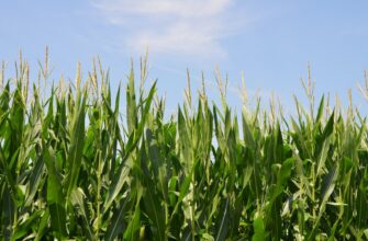 yield farm ton on kraken staking low risk