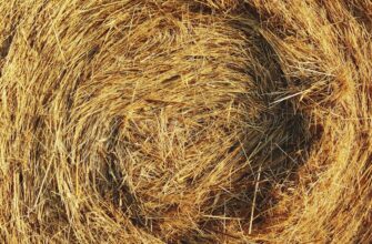 yield farm ton on lido finance low risk