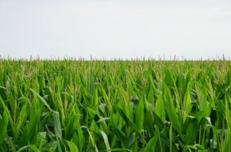 yield farm usdc on beefy finance