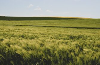 yield farm usdt on beefy finance guide