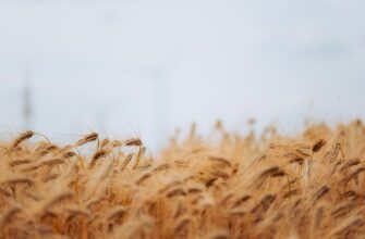 yield farm usdt on lido finance highest apy