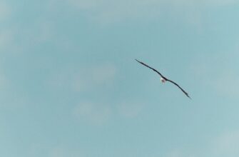 collect arb airdrop on polygon
