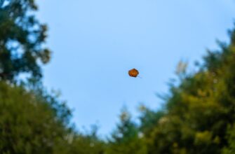 collect dot airdrop on coinbase