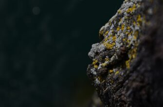 deposit ada on kraken staking guide