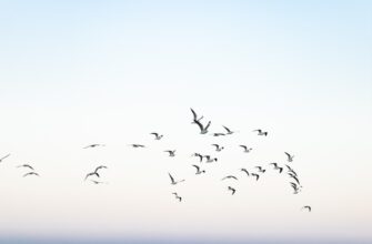 earn ton airdrop on optimism