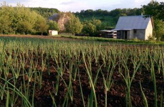 farm avax on compound flexible