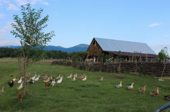 farm cardano on pendle best apy