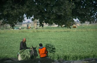 farm dai on lido finance flexible