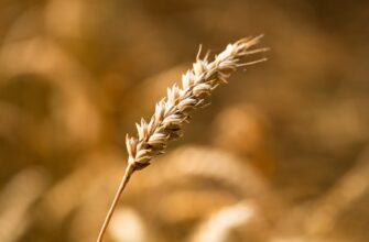 guard seed phrase safely best practices