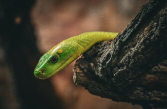 how to claim pepe airdrop legit