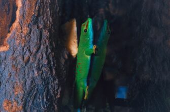 how to collect pepe airdrop guide