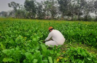 how to report defi yield in pakistan