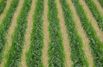 yield farm atom on compound step by step