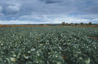yield farm bnb on beefy finance best apy