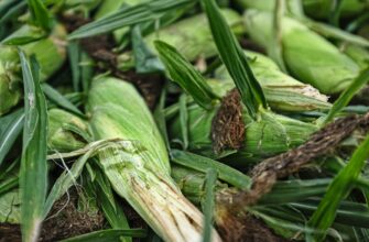yield farm dai on kraken staking step by step