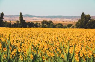 yield farm sol on lido finance guide